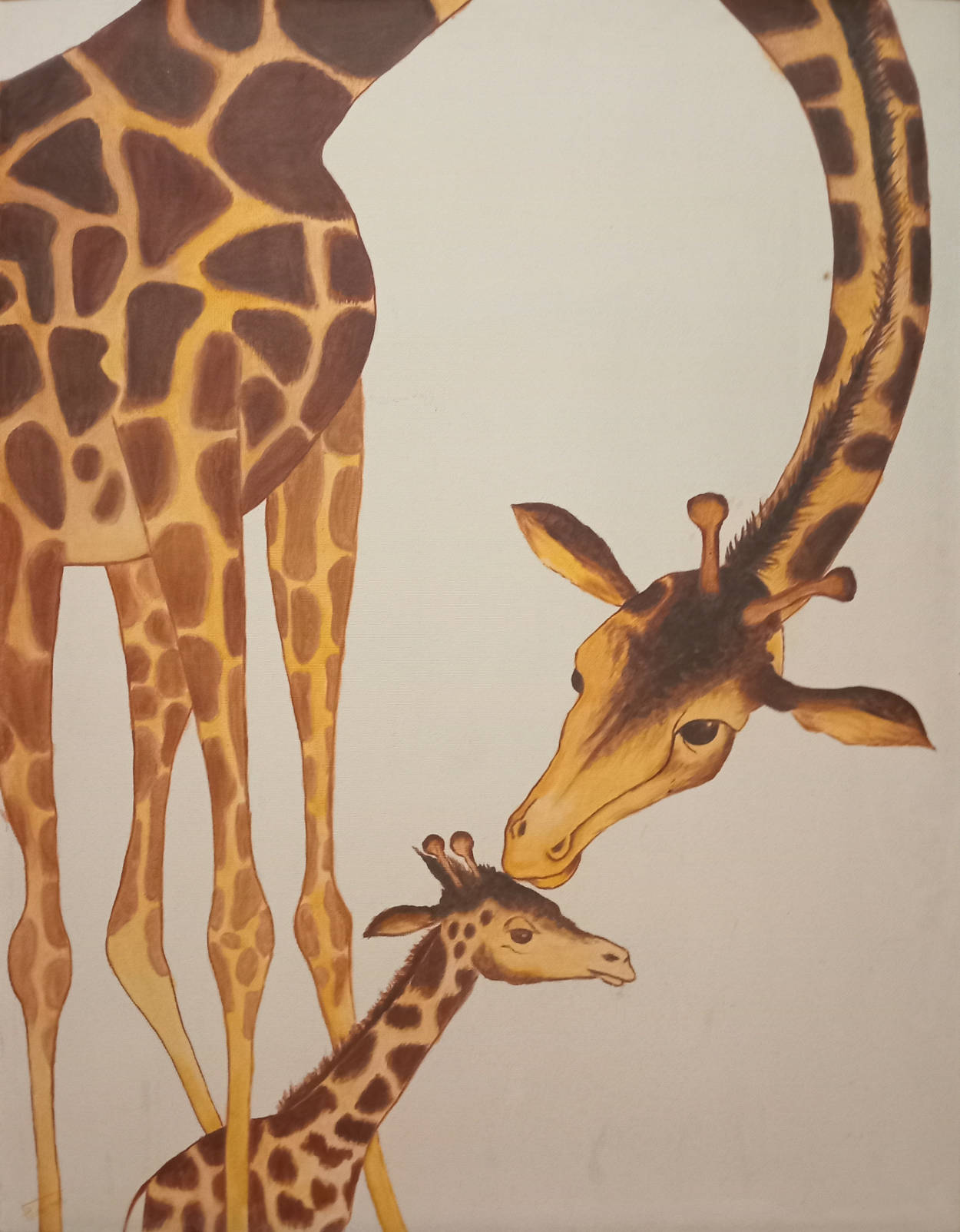 A mother giraffe hovering protectively over a baby giraffe.